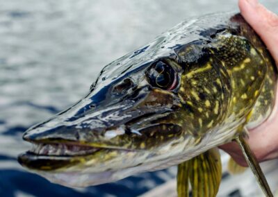 Northwest Regional Northern Pike Coordination Forum (NRNPCF)