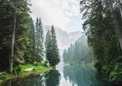 Site Preparation Effects on Vegetation, Tree Growth and Ungulates
