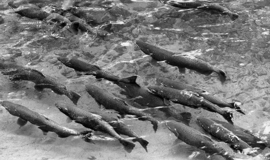 Colville-Photo2 Colville Salmon