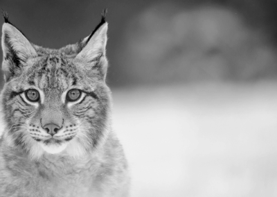 Coeur d’Alene Tribe Forest Carnivore Survey