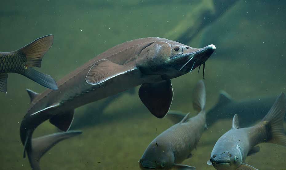Kootenai-Tribe-of-Idaho-photo2 Kootenai Tribe of Idaho fish in water
