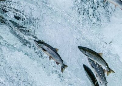 Fish Reintroduction into the U.S. And Canadian Upper Columbia River