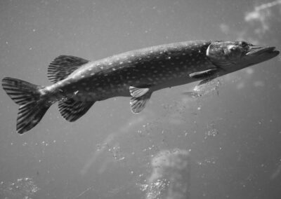 Kalispel Tribe of Indians – Northern Pike Suppression