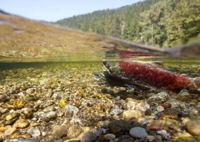 Restoring Salmon To The Upper Columbia River Basin