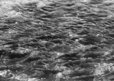 Fish Passage and Reintroduction Phase 1 Report