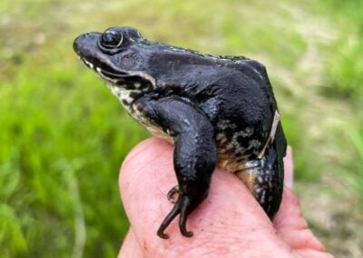 UCUT Wildlife Monitoring and Evaluation Program (UWMEP)