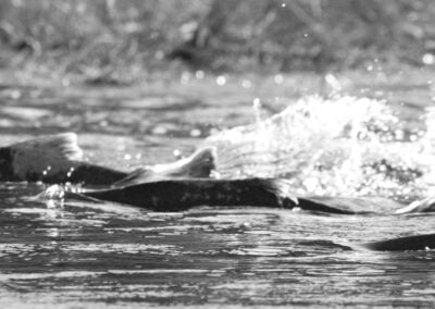 Treaty Talks: A Journey up the Columbia River for People and Salmon
